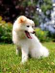 ELZA - 4 miesięczna suczka do adopcji w typie Samoyed