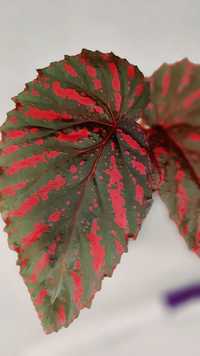 Begonia   Breverimosa red form