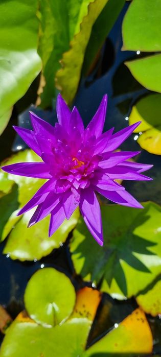 Нимфея, водная лилия "King of Siam "