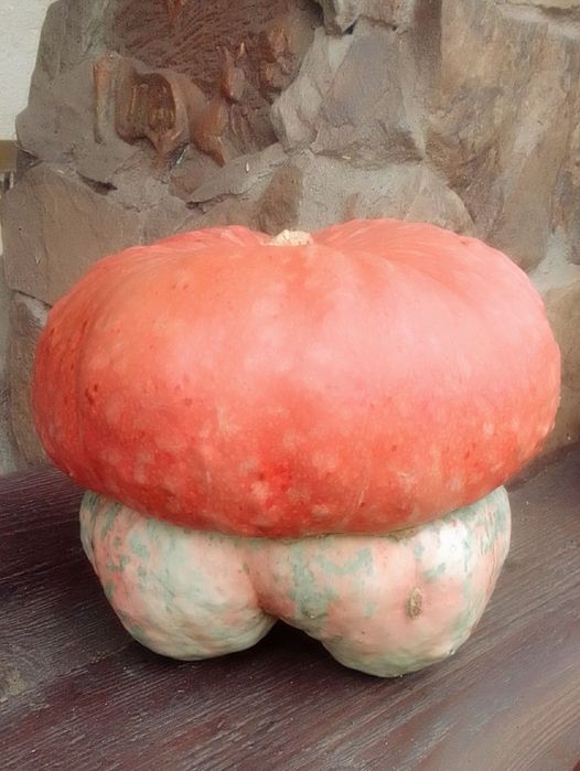 Семена декоративная тыква