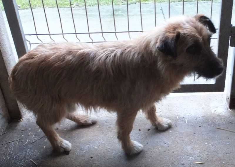 SZCZOTEK na niskich łapkach, beżowy piesek do adopcji