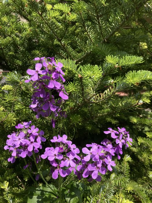 Hosty żurawki piękne okazy