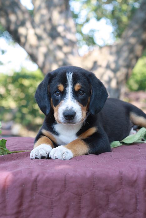 Цуценята ентлебухер энтлебухер зенненхунд