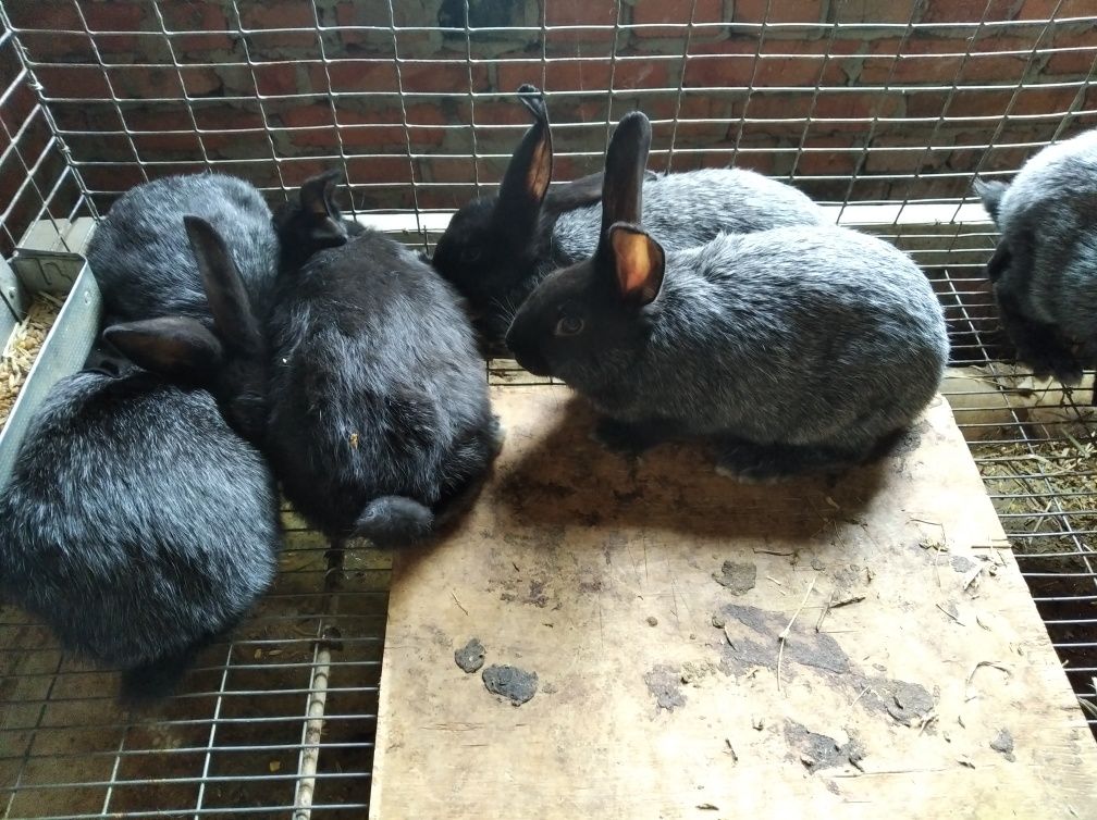 Продам кроликов "Полтавское серебро"