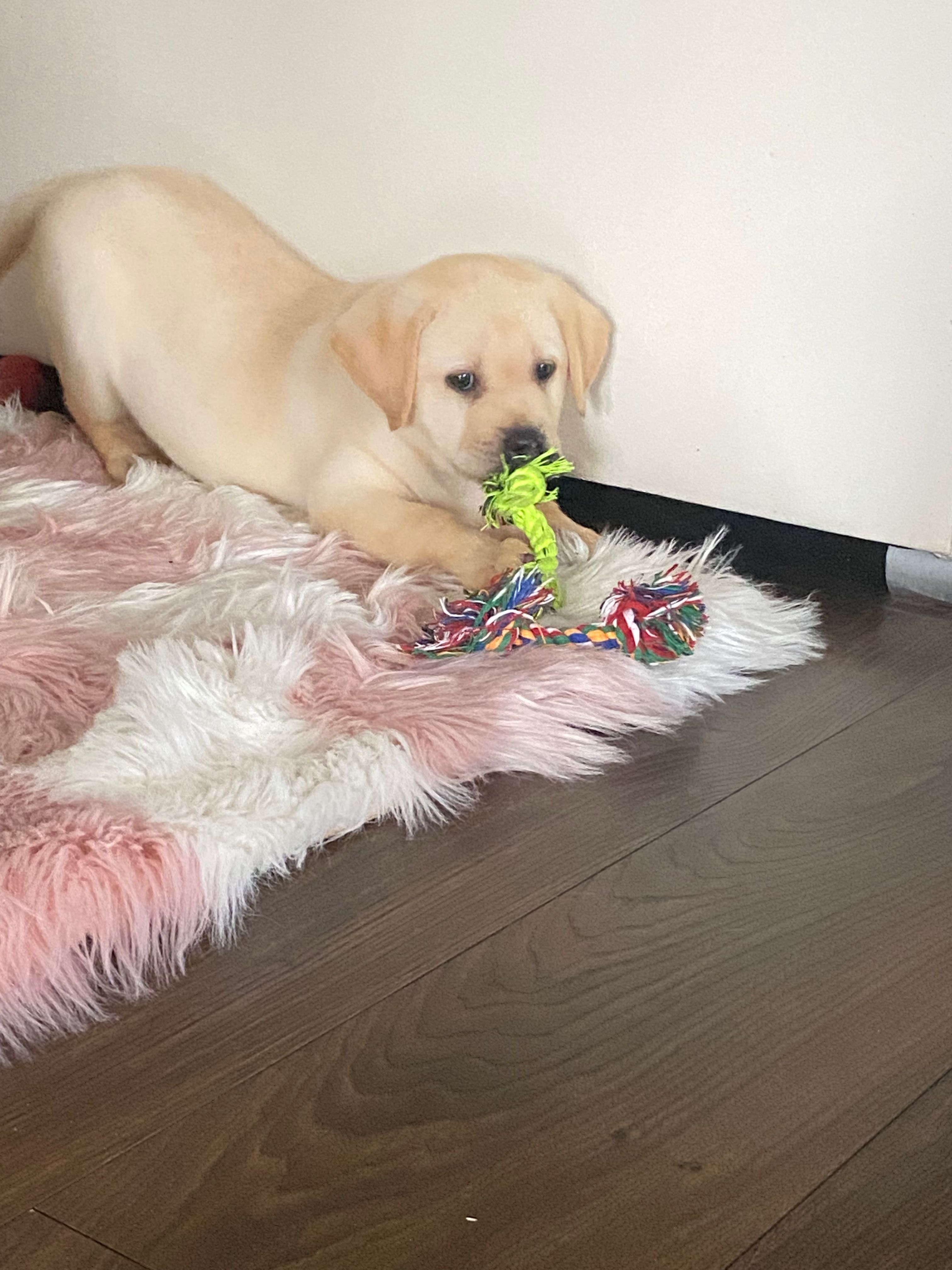 Labrador biszkoptowy