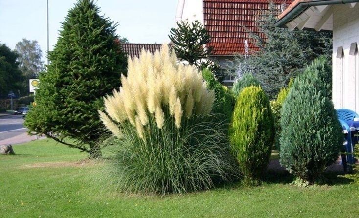 Trawa pampasowa biała różowa sadzonki 40 cm p10 cortaderia ozdobna