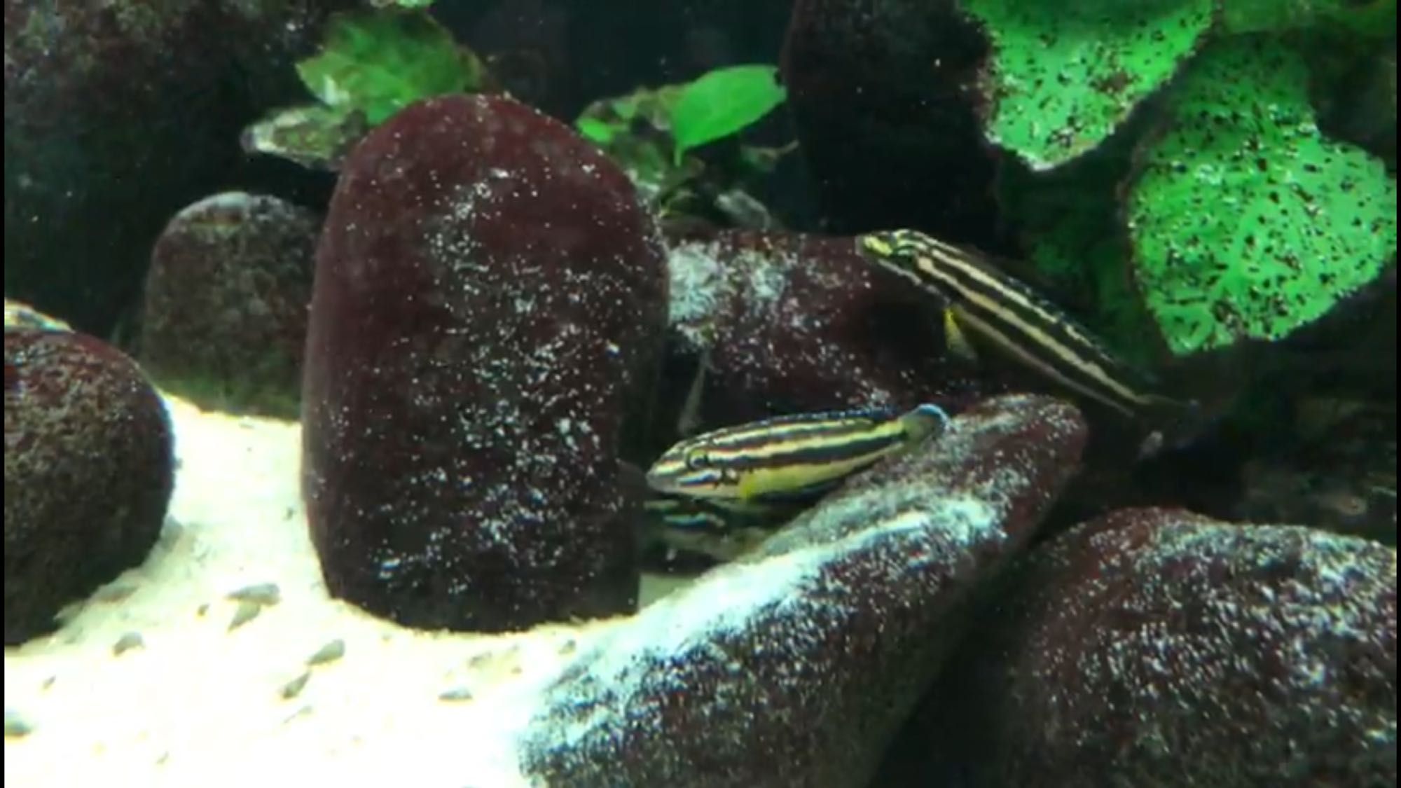 Ciclideos Tanganyika juvenis julidochromis kipili