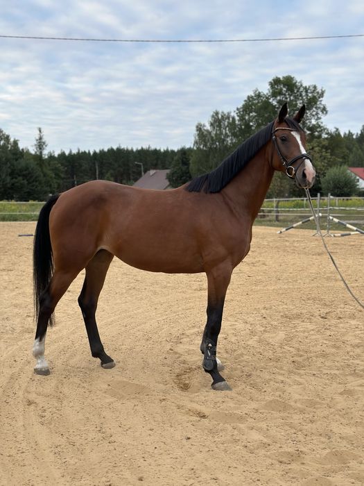 6 letnia klacz SP