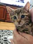 Adopcja kotków 12 tygodni
