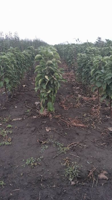 Саженцы плодовых деревьев