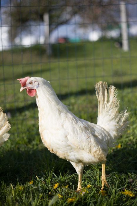 Kurki odchowane Tetra tintet z jajkiem