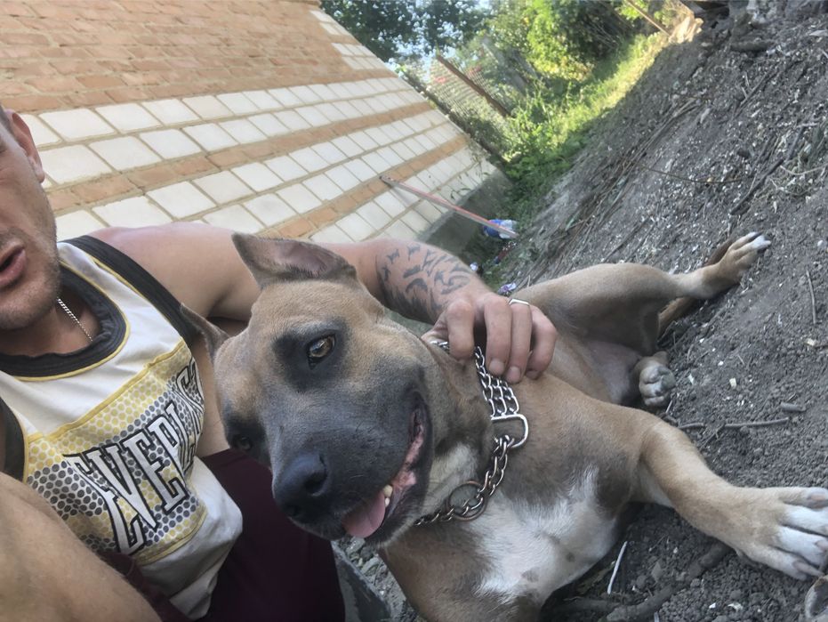 Приймаю замовлення  на щинків амм стафа   Чистої породи