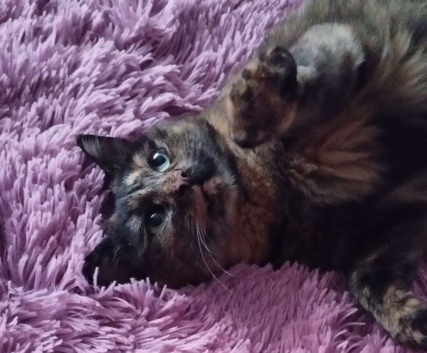 Чарівна стерилізована киця Черепашка