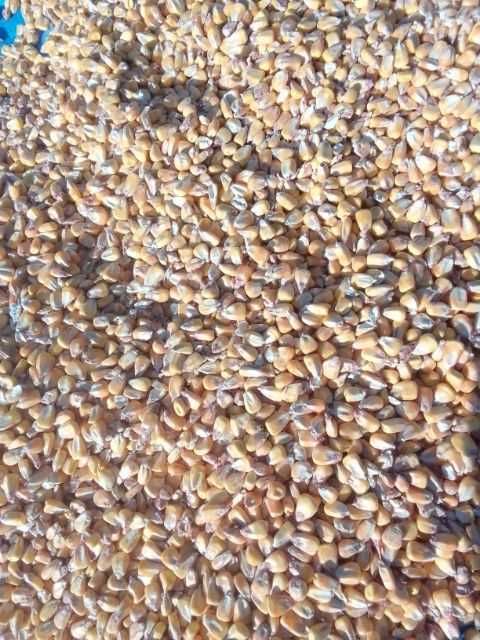 Kukurydza sucha,paszowa Sprzedam