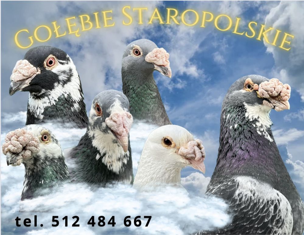 Golebie staropolskie
