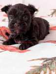 Yorkshire Terrier Czekoladowa Sunia S