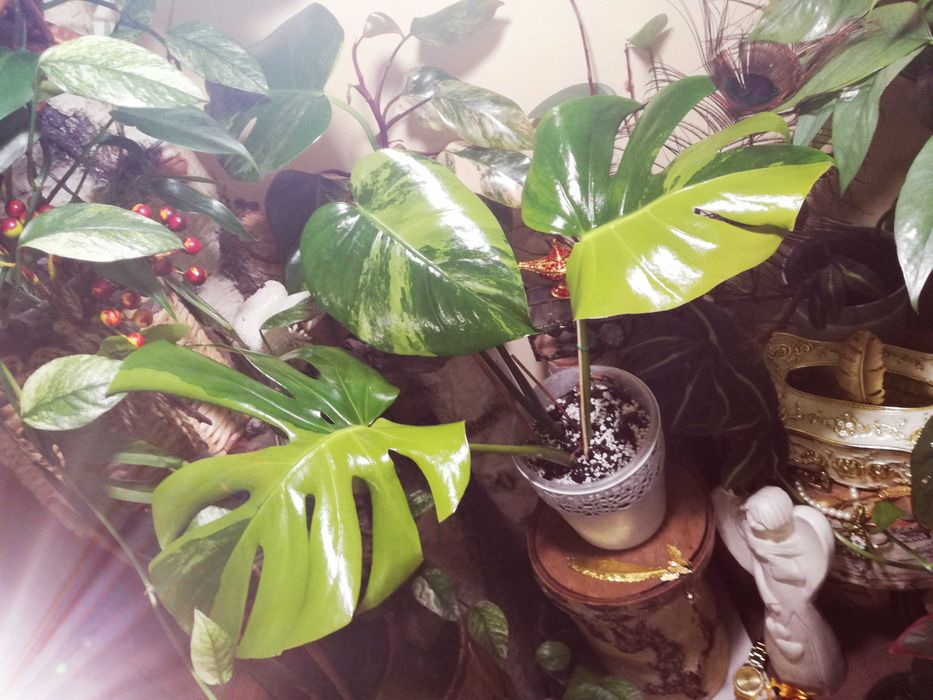 Monstera Green on Green Variegata mint philodendron big form