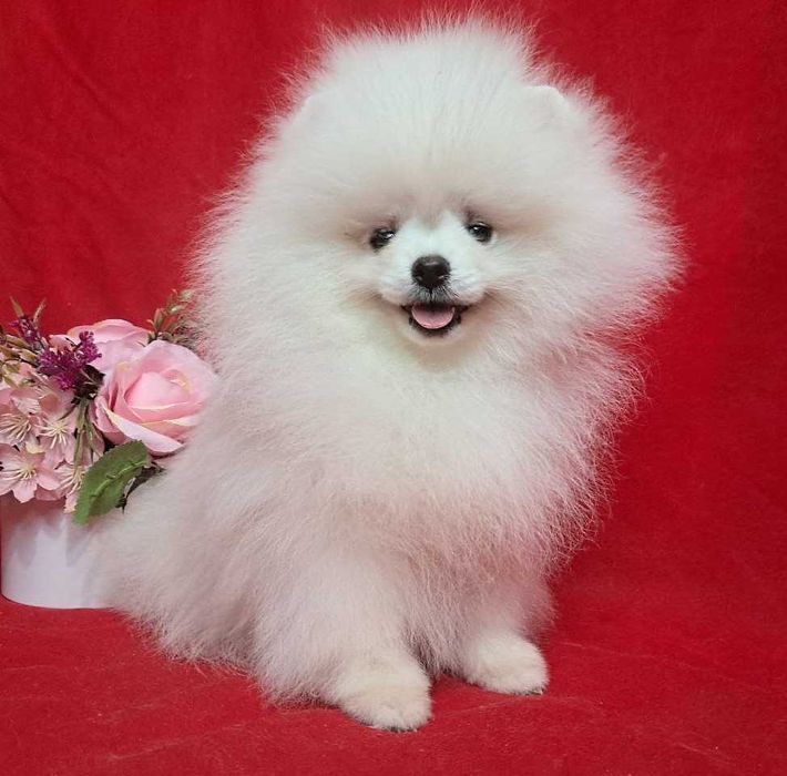 Белоснежная красотка, небольшого размера, есть нюанс.