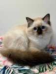 Śliczna kotka RAGDOLL do odbioru