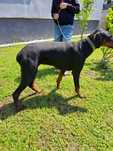 Doberman suczka czarno-brązowa