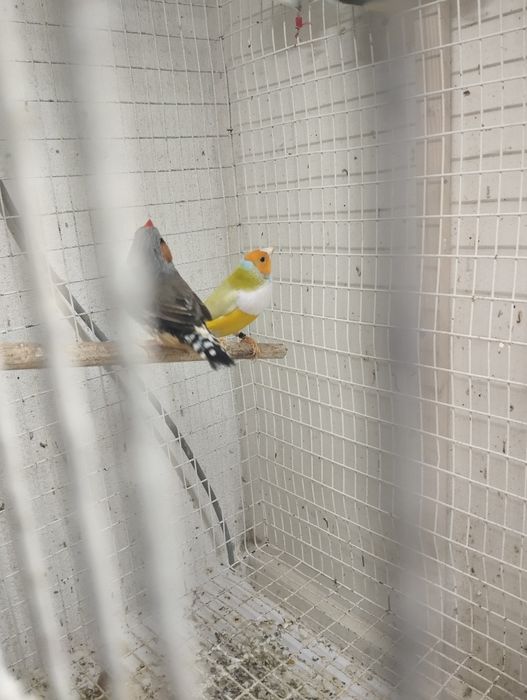 Diamante GOULD machos