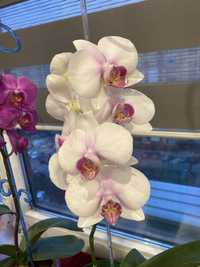 Сортова королівська орхідея орха Моушен орхидея