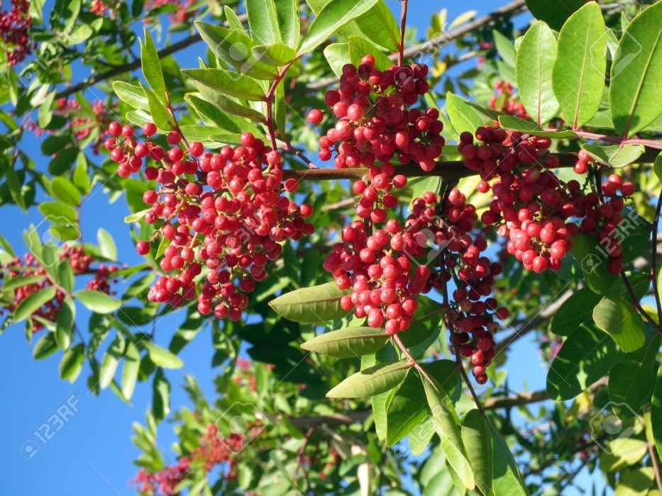 Pieprz czerwony brazylijski-Schinus Terebinthifolius w donicy