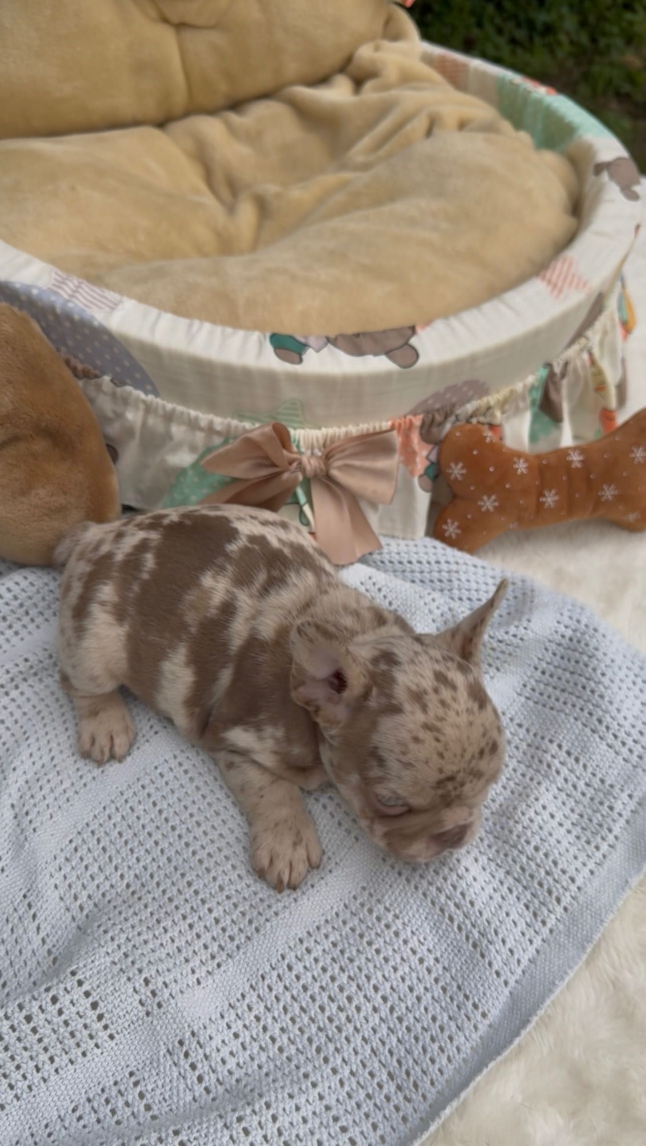 Buldog Francuski chłopak Isabella