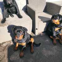 Rottweiler suczka po championach