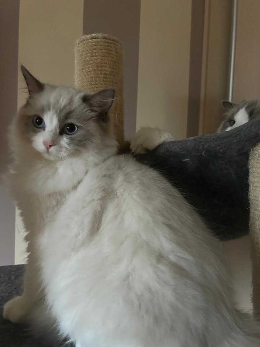 Uroczy kocurek Irwin rasy Ragdoll
