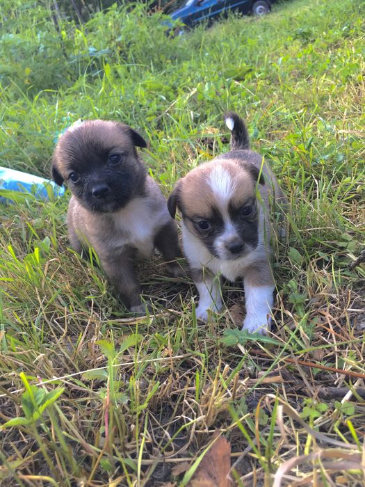 Продаю!!! Цуценята