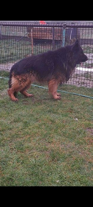 Owczarek Niemiecki Pies