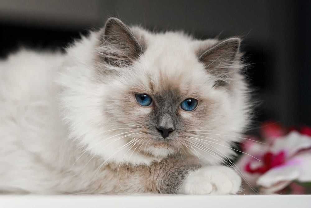 Ragdoll kotka cudowna przytulanka,rasowa, rodowodowa FPL