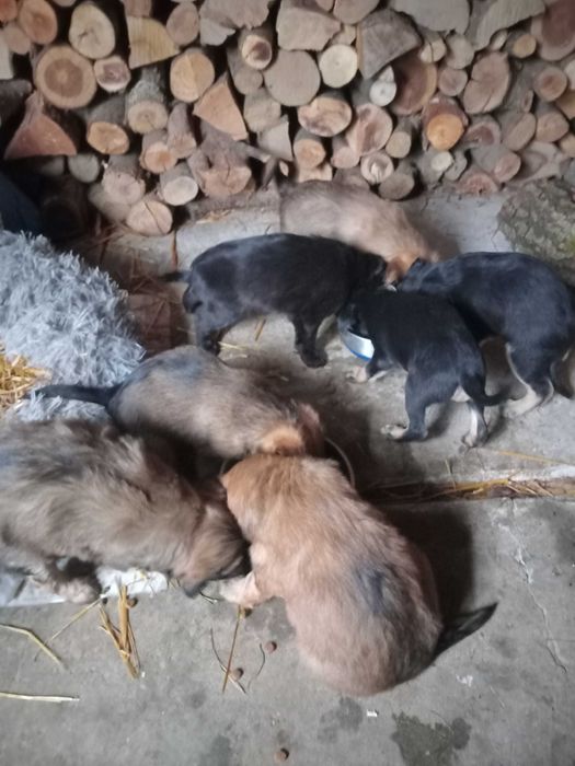 Oddam w dobre ręce pieski szukaja domu