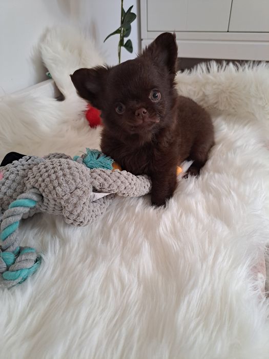 Długowłosy czekoladowy piesek Chihuahua z rodowodem