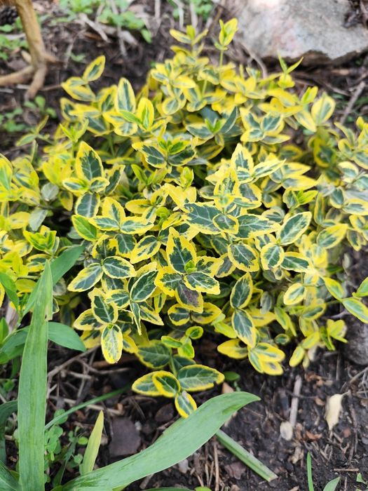 Продам Бересклет