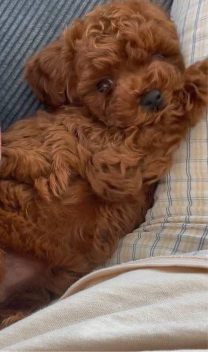 От 800€‼️Чистокровные элитные мальтипу мини в разных окрасах