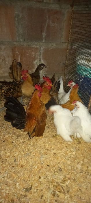 Galinhas    serama