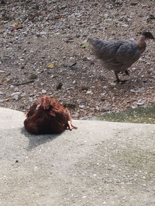 Pintos Amarelos e Pedrez 1 mês