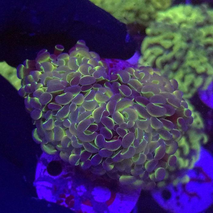 Euphyllia Paraancora Hologram 2 głowy