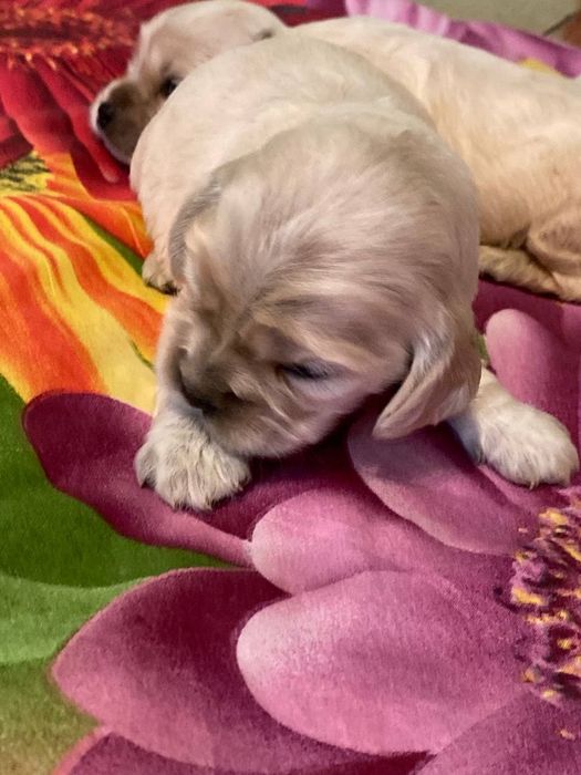 Продається американський кокер спаніель