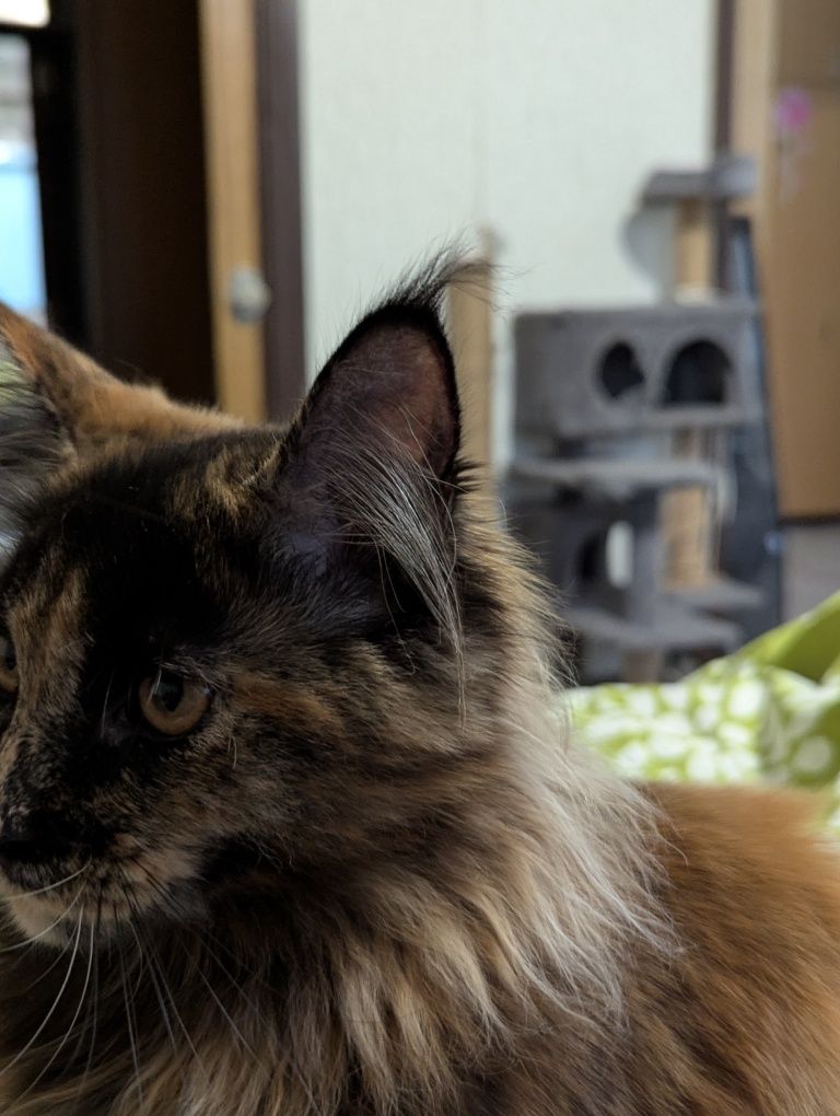 Котёнок Мейн Кун Кошеня Мейн кун Рыжий кот Кошка Девочка