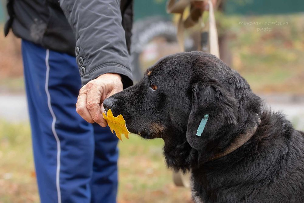 Шикарний кобель Марвель шукає родину