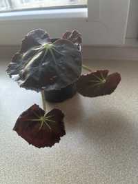 Kwiat doniczkowy  Begonia black