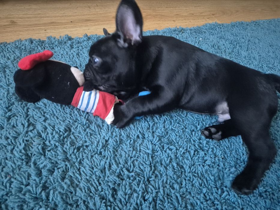 Buldog francuski czarny