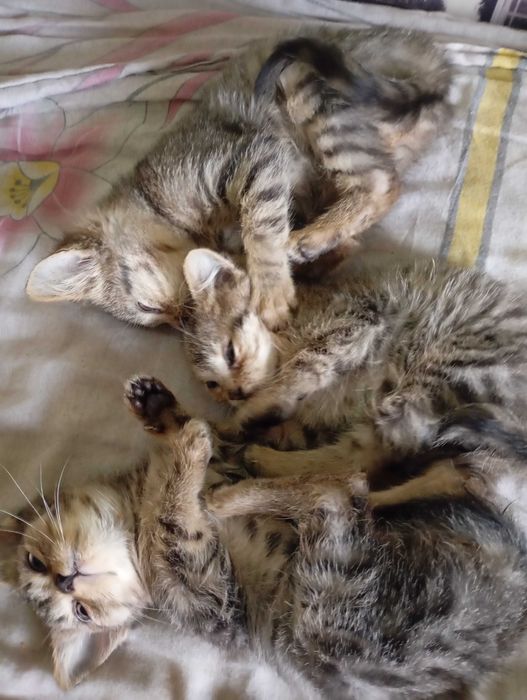 КОШЕНЯТА  чистокровні Шотландці