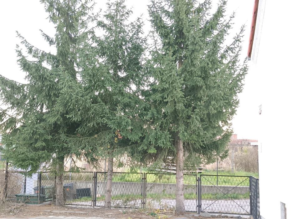 Oddam 3 drzewa jak na zdjęciu.