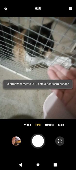 gatinha perdida para adoção  grátis