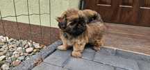 Uroczy Shih tzu.
