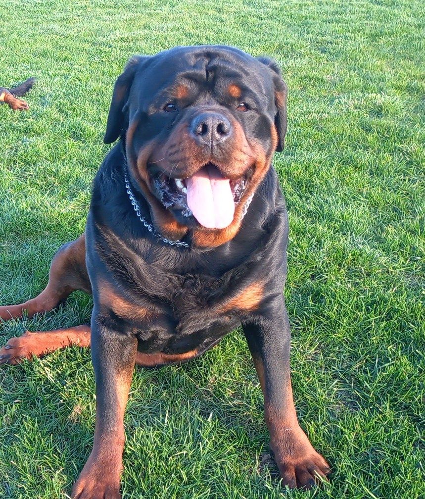 Repreduktor rottweiler pies